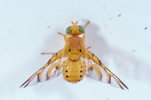 Tomoplagia cressoni · iNaturalist Mexico