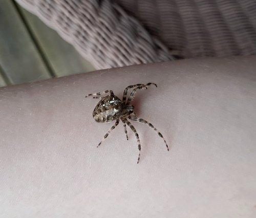 Cross Orbweaver
