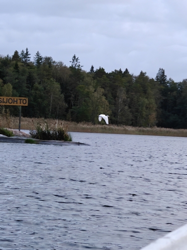 Great Egret