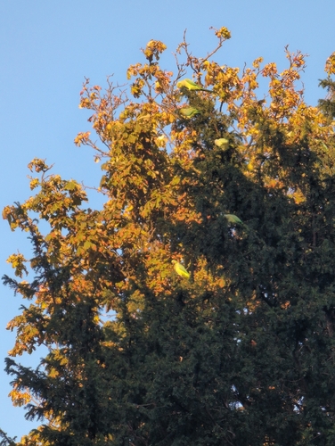 Rose-ringed Parakeet