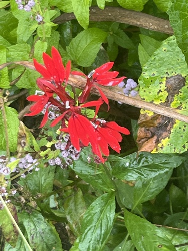 cardinal flower