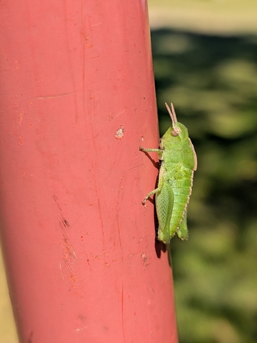 Southern Green-striped Grasshopper