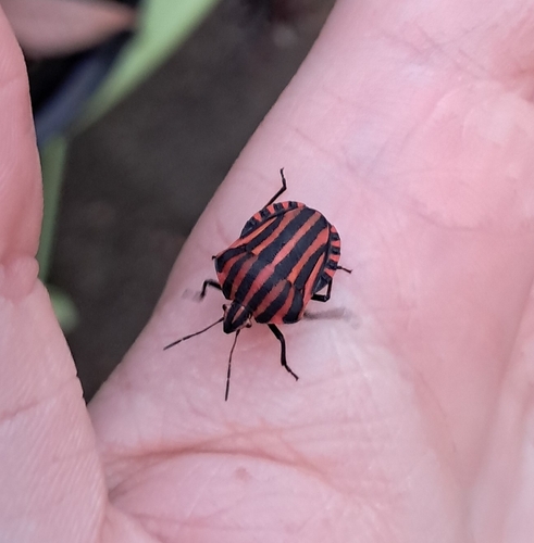European Striped Shield Bug