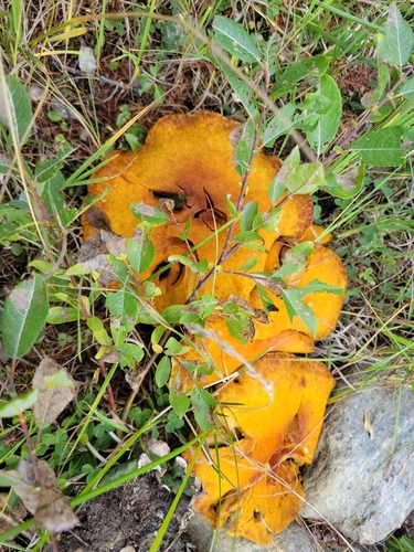 Hollow Bolete