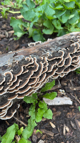 turkey-tail