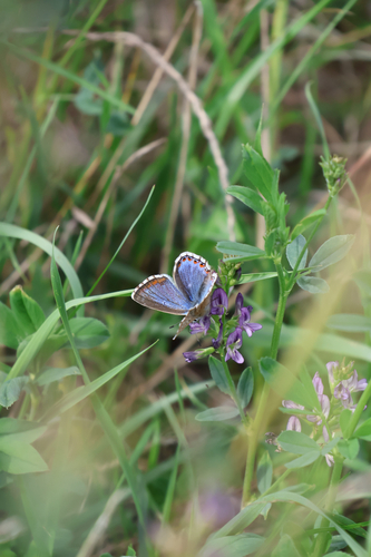 Adonis Blue