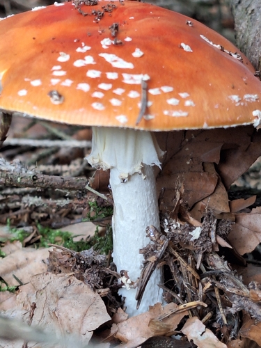 Fly Agaric