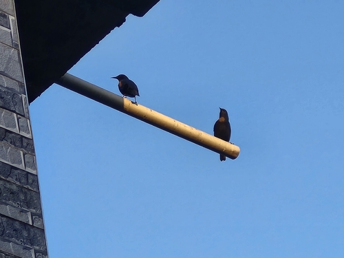 Spotless Starling