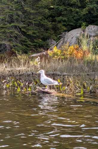American Herring Gull