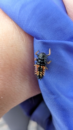 Asian Lady Beetle