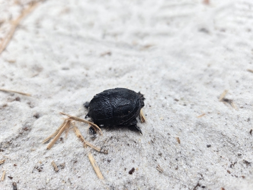Eastern Musk Turtle