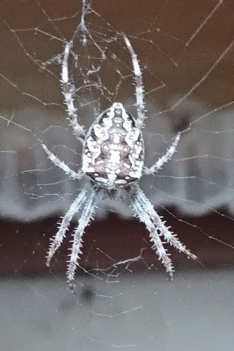 Cross Orbweaver