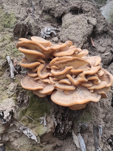 Giant Polypore