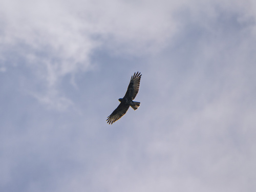 Common Buzzard