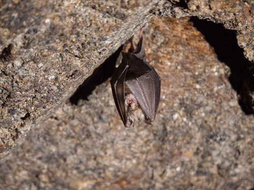 Lesser Horseshoe Bat