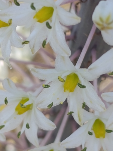 Numidian Squill
