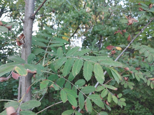 Service-tree