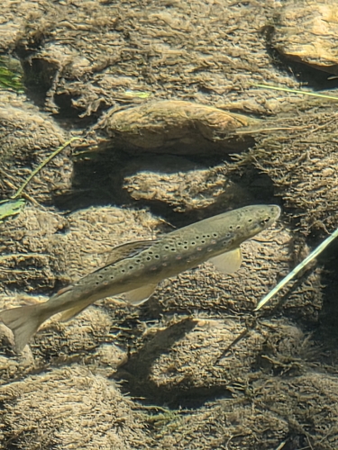 Brown Trout