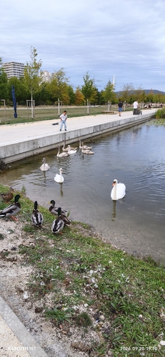 Mute Swan