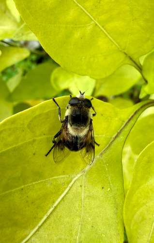 Orange-spotted Drone Fly