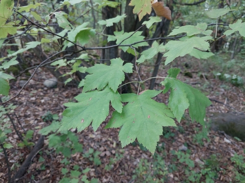 Wild Service-tree
