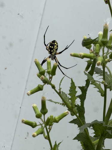 Yellow Garden Spider