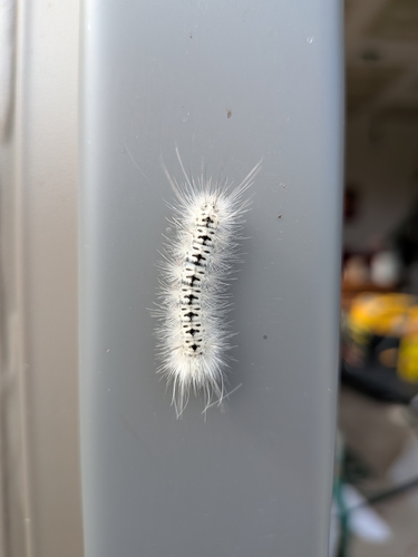 Hickory Tussock Moth