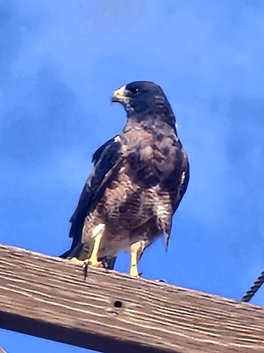 Swainson's Hawk