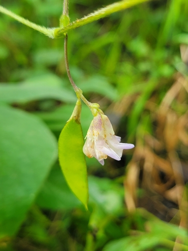 American hog-peanut