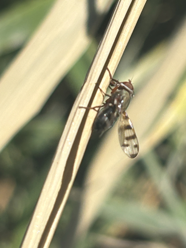 Narrow-Banded Picture-Winged Fly