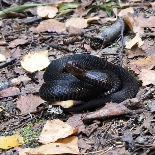 Adder