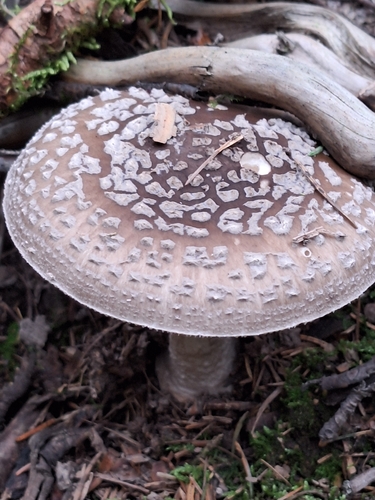 European False Blusher