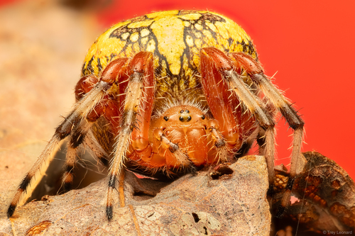 Marbled Orbweaver