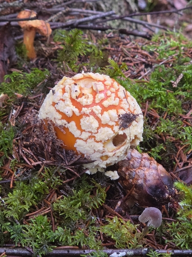 Fly Agaric