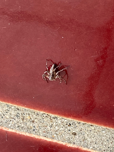 Western Lynx Spider