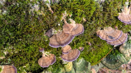 violet-toothed polypore