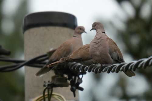 Eurasian Collared-Dove