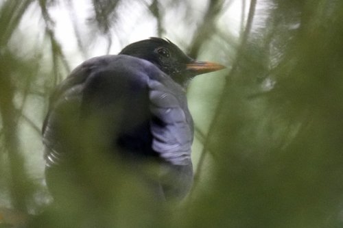 Eurasian Blackbird