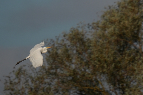 Great Egret