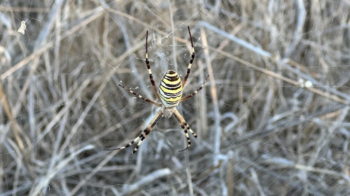 Wasp Spider