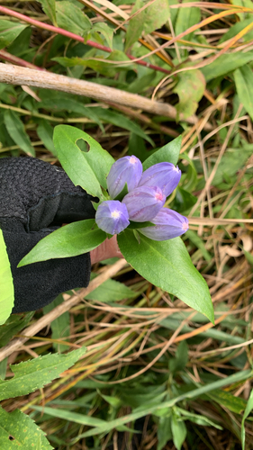 closed bottle gentian