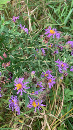 New England aster