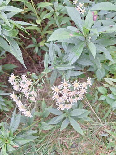 flat-top white aster