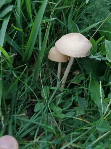 fairy ring marasmius