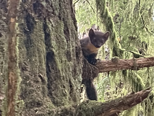 Pacific Marten