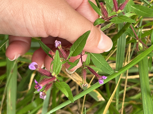 blue waxweed