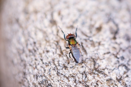 Physiphora alceae