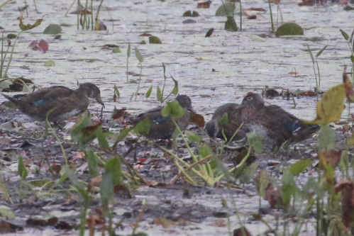 Wood Duck