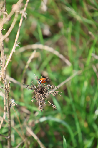 Seven-spotted Lady Beetle