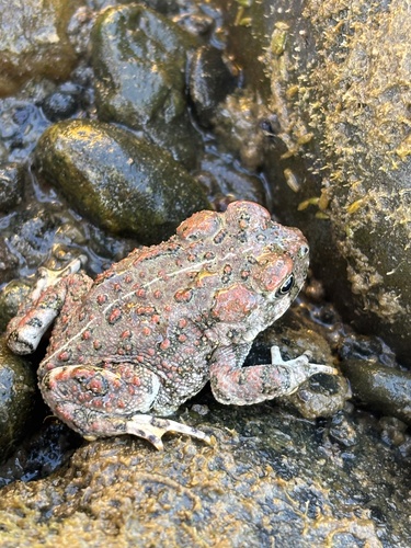 Western Toad